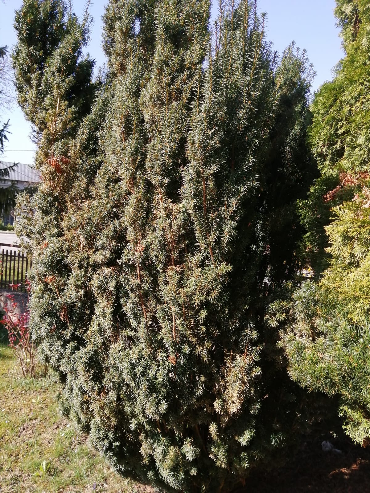 Rušenje drveča  Samobor